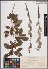 Foto von Salix caprea L.